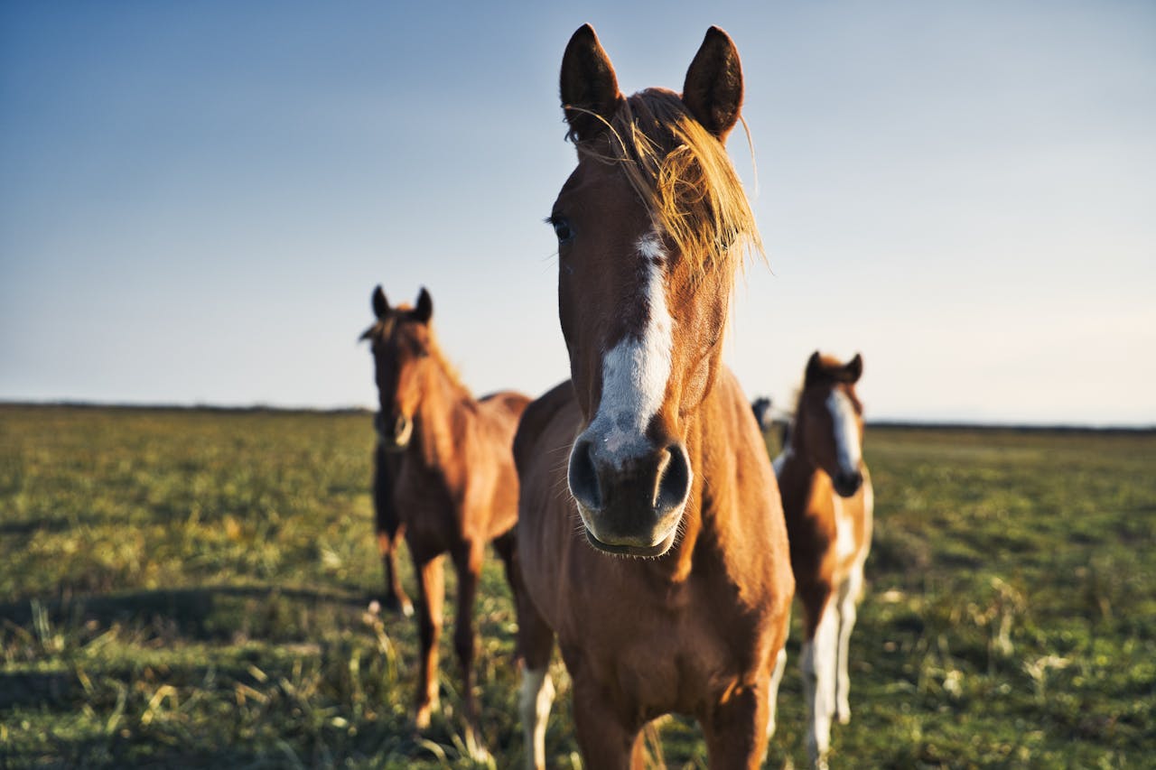 why-choose-us Captivating image of three brown horses grazing in a sunlit field.