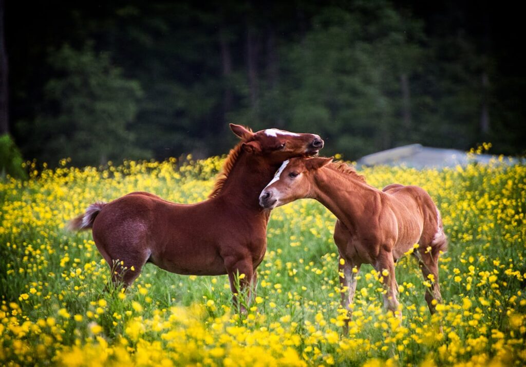 pexels photo 10478754 Two brown foals playing in a yellow flower field, surrounded by lush greenery.