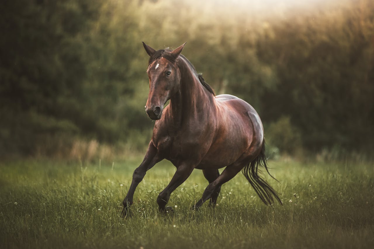 services-04 A powerful horse runs freely through lush green grass, exuding freedom and grace.