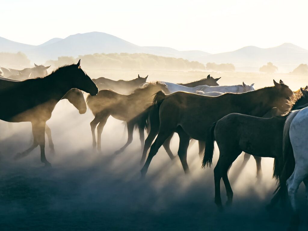 pexels photo 18191847 Beautiful herd of wild horses in a dusty pasture at sunset in Hacılar, Türkiye. Nature's beauty captured.