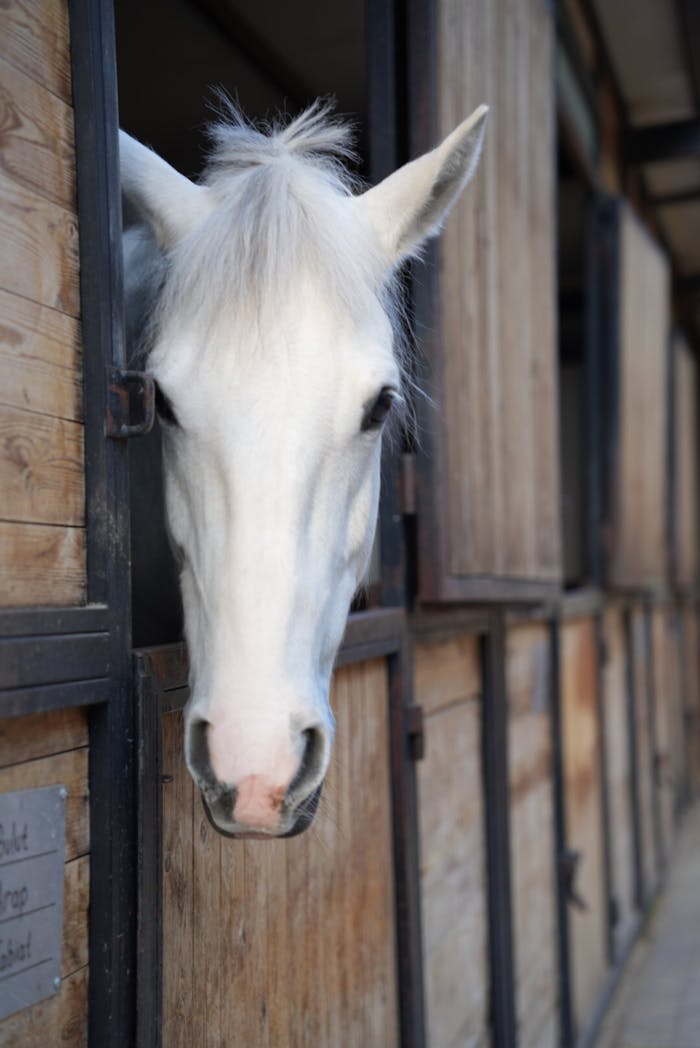 services-05 A white horse curiously peeks out from a rustic stable, creating a serene equine portrait.