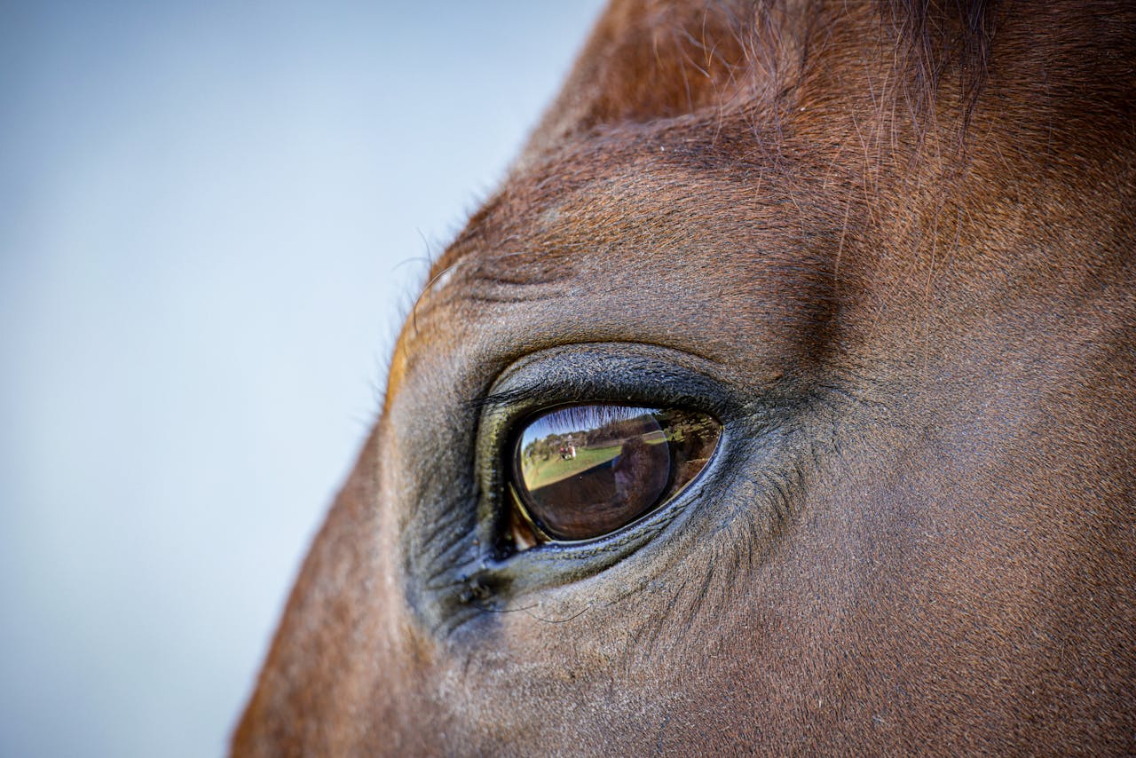 services-03 Detailed close-up of a horse's eye reflecting a serene outdoor landscape. Captivating view.