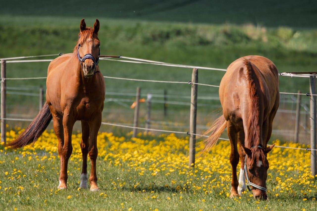 services-02 Two brown horses grazing in a vibrant yellow wildflower field in Jönköping, Sweden.