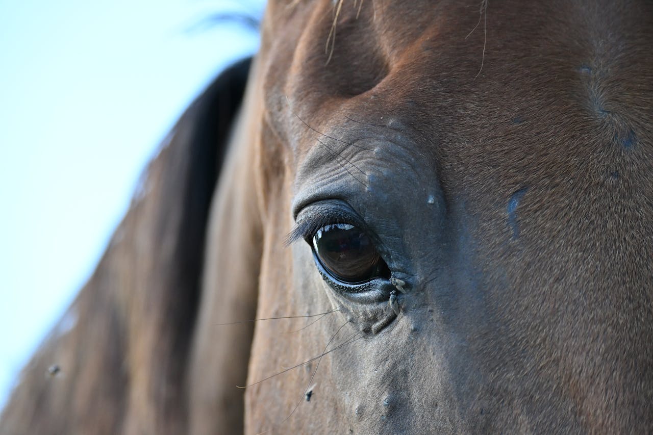 home-hero A detailed close-up of a horse's eye, showcasing the texture and beauty of its coat.