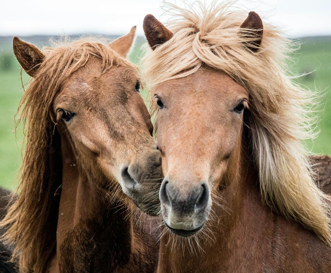services-01 Two brown horses with flowing manes share a tender moment in a lush green field.