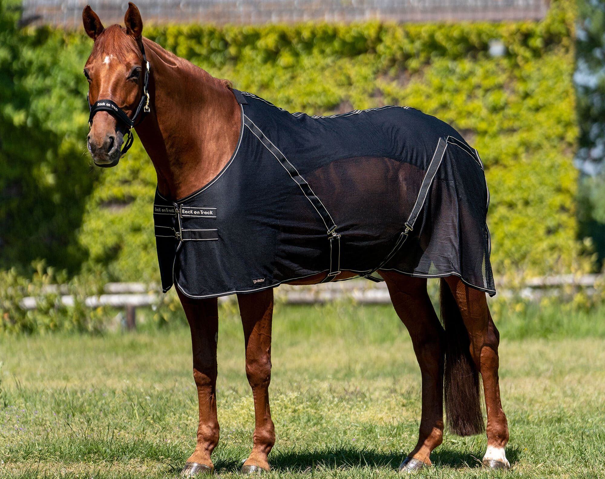 Sienna cooler rug