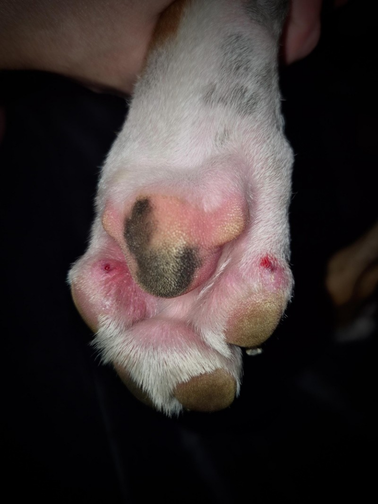 Huidinfecties bij honden en paarden: herkenning, oorzaken en natuurlijke behandeling hotspot hond poot