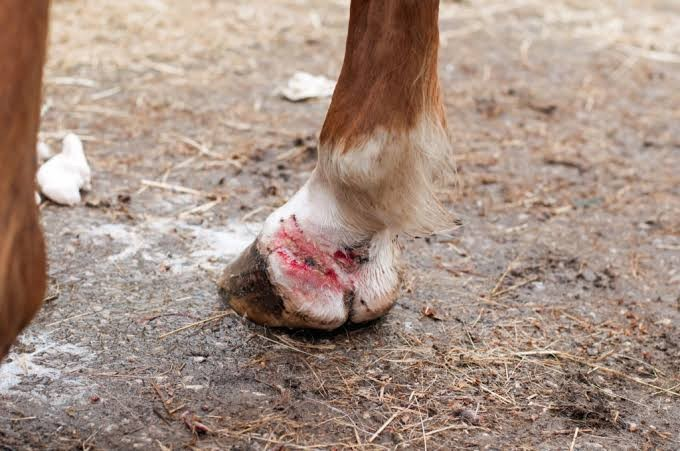 mok paard