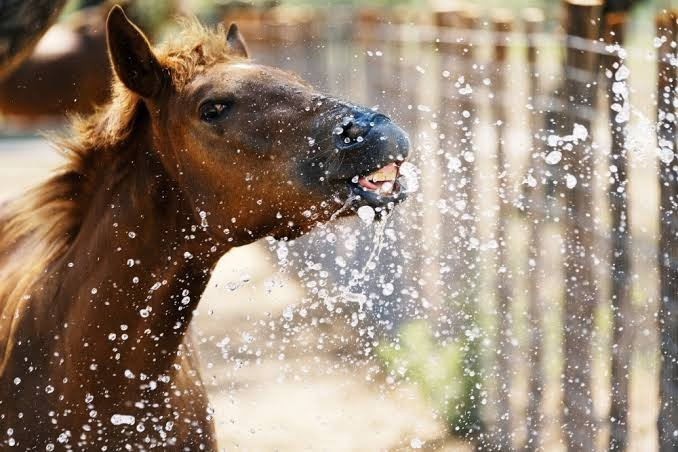 paard zoekt verkoeling