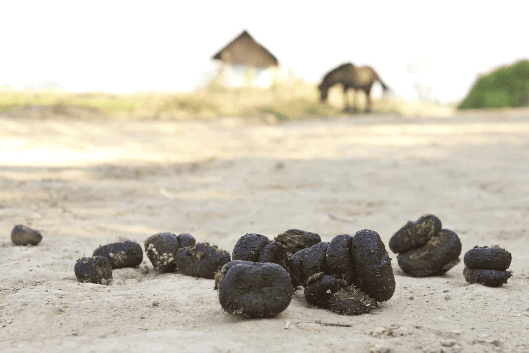 Waarom eet mijn paard mest? Oorzaken en aanpak paardenmest