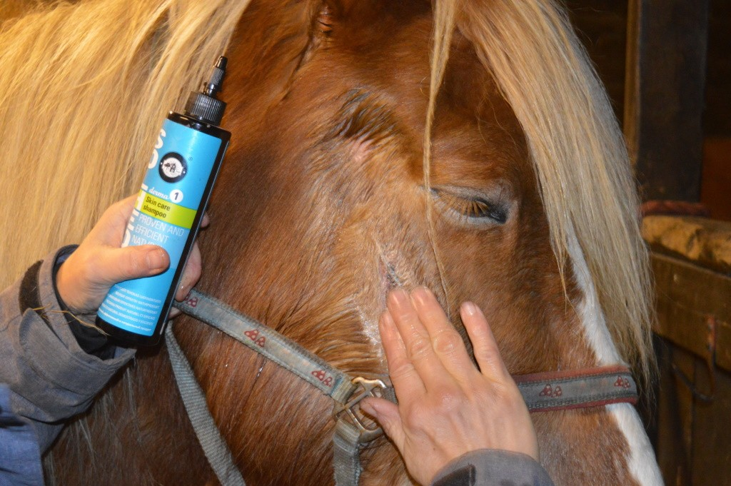 schimmelinfectie paard