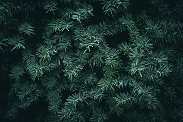 taxus