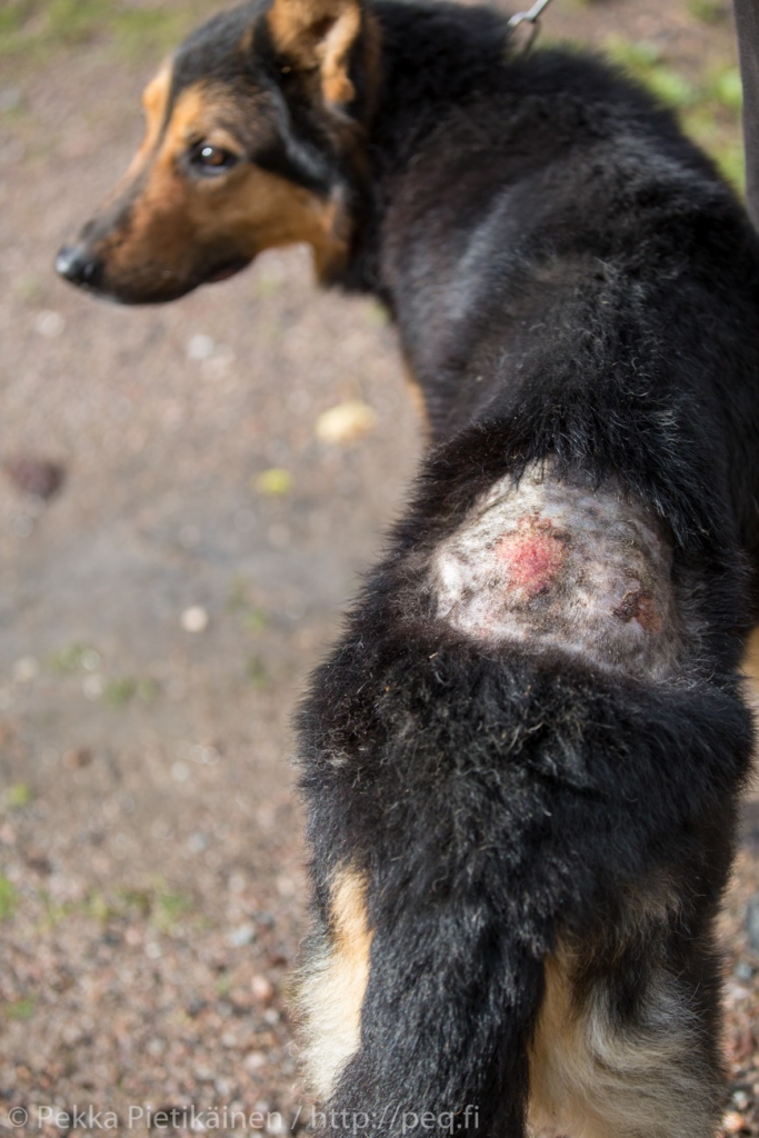 Huidinfecties bij honden en paarden: herkenning, oorzaken en natuurlijke behandeling hond allergische reactie