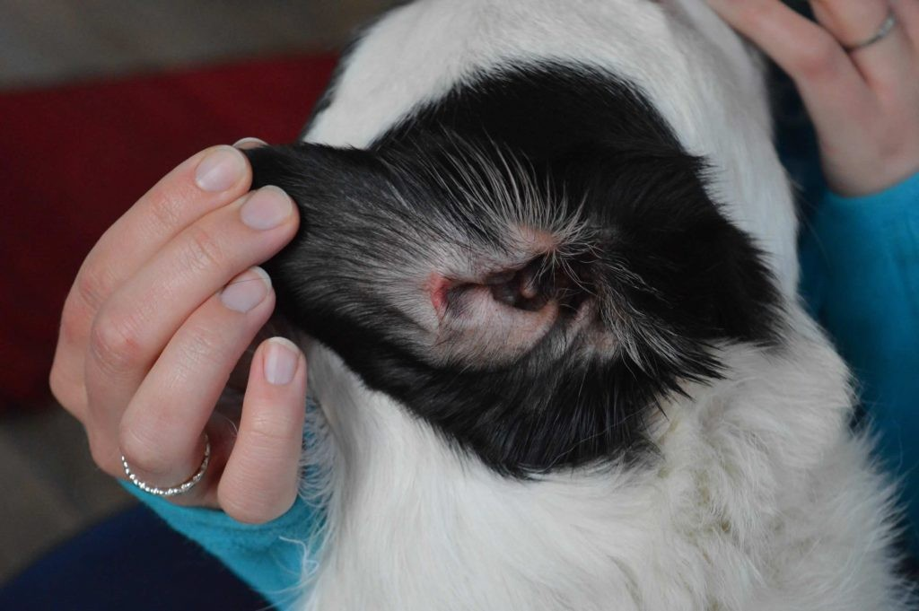 Huidinfecties bij honden en paarden: herkenning, oorzaken en natuurlijke behandeling oorinfectie hond
