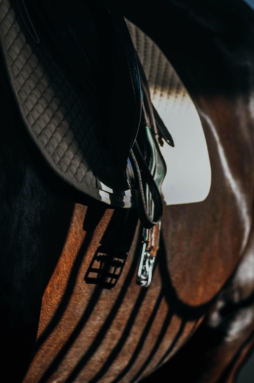 horse, saddle, shadow, side of the horse, horse riding, nature, horse detail, detail, horse side, equestrianism