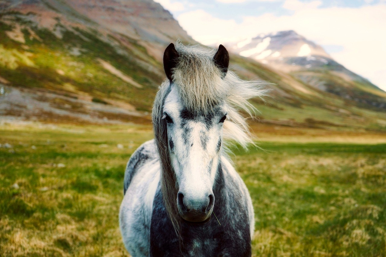 iceland, horse, pony, wild, landscape, nature, outdoors, countryside, rural, portrait, horse wallpaper, iceland, horse, horse, horse, horse, horse