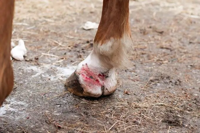 Hoe mok bij paarden verzorgen zonder giswerk
